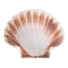 Oester schelp Ø12,0 cm EMGA EMG 814001