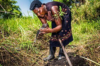 Vrouw plant boom in Oeganda